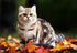 Adorable Cat on Autumn Leaves